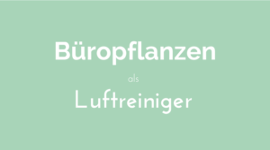 Buero Pflanzen Bueropflanzen Luftreiniger gutes Raumklima
