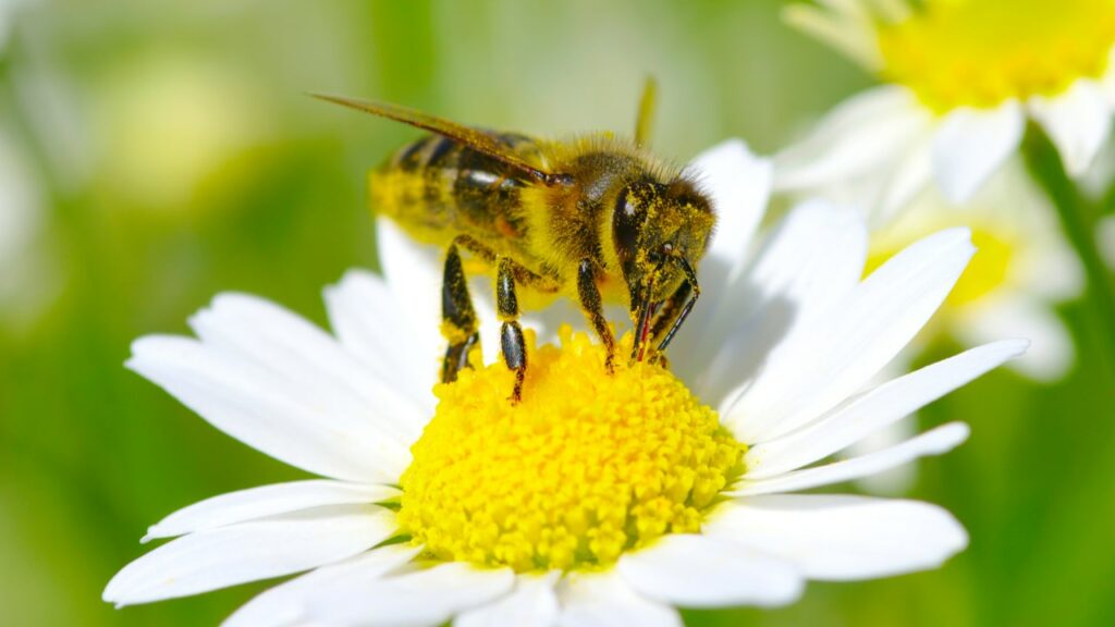 Maßnahmen für mehr Bienenschutz in Unternehmen