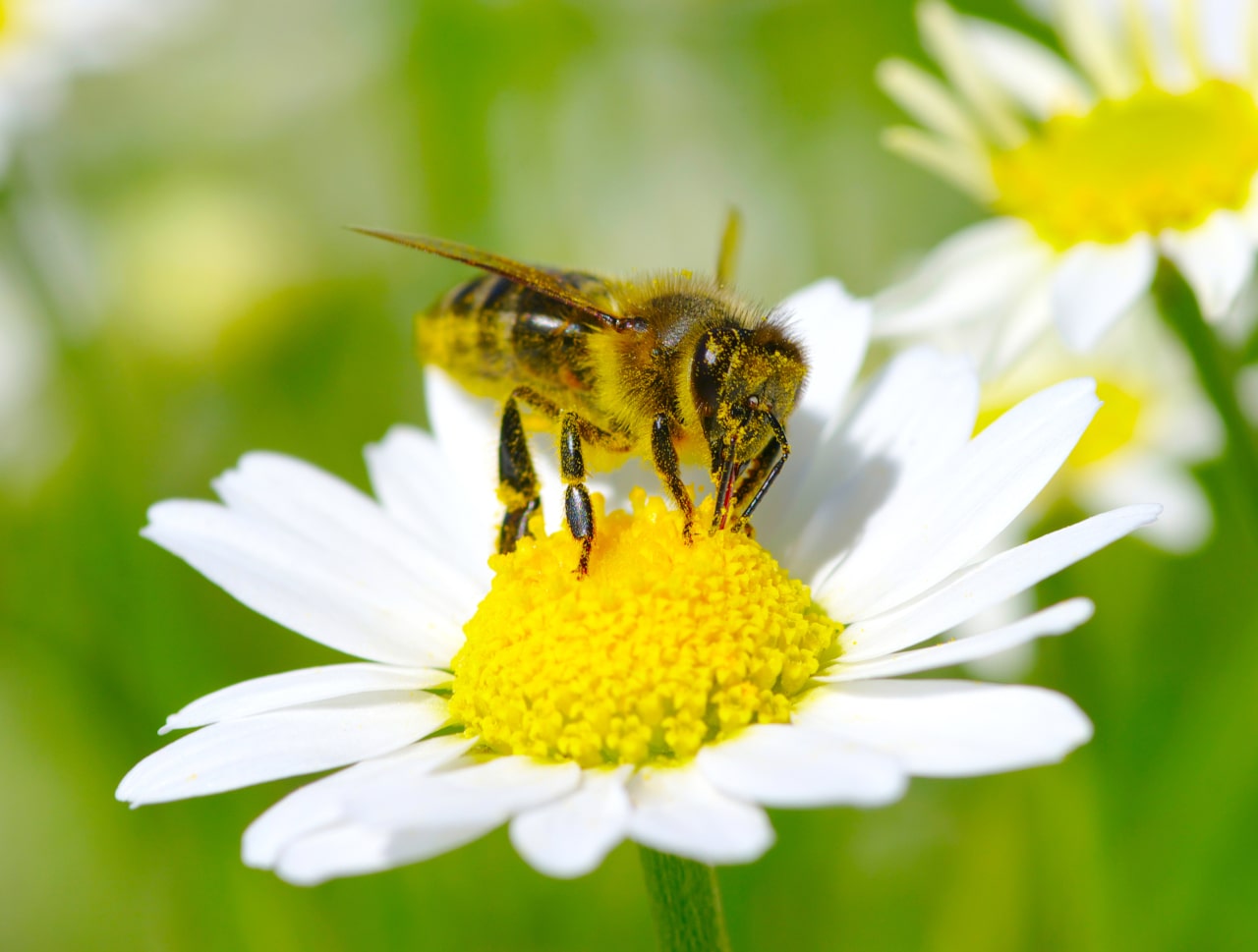 Maßnahmen für mehr Bienenschutz in Unternehmen
